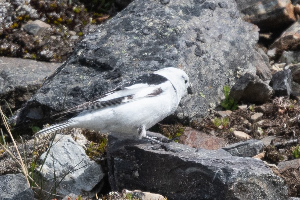 Snow Bunting - ML645426064