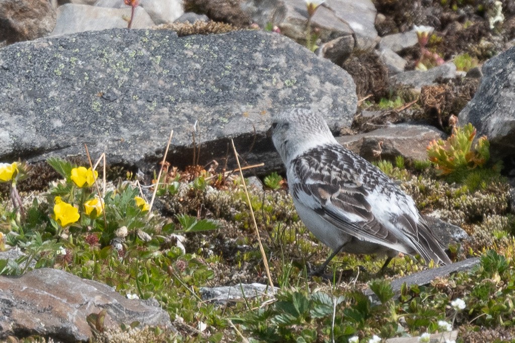 Snow Bunting - ML645426065