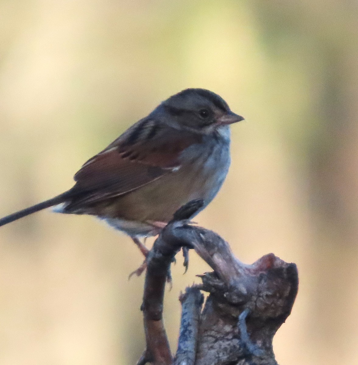 Bruant des marais - ML645426067