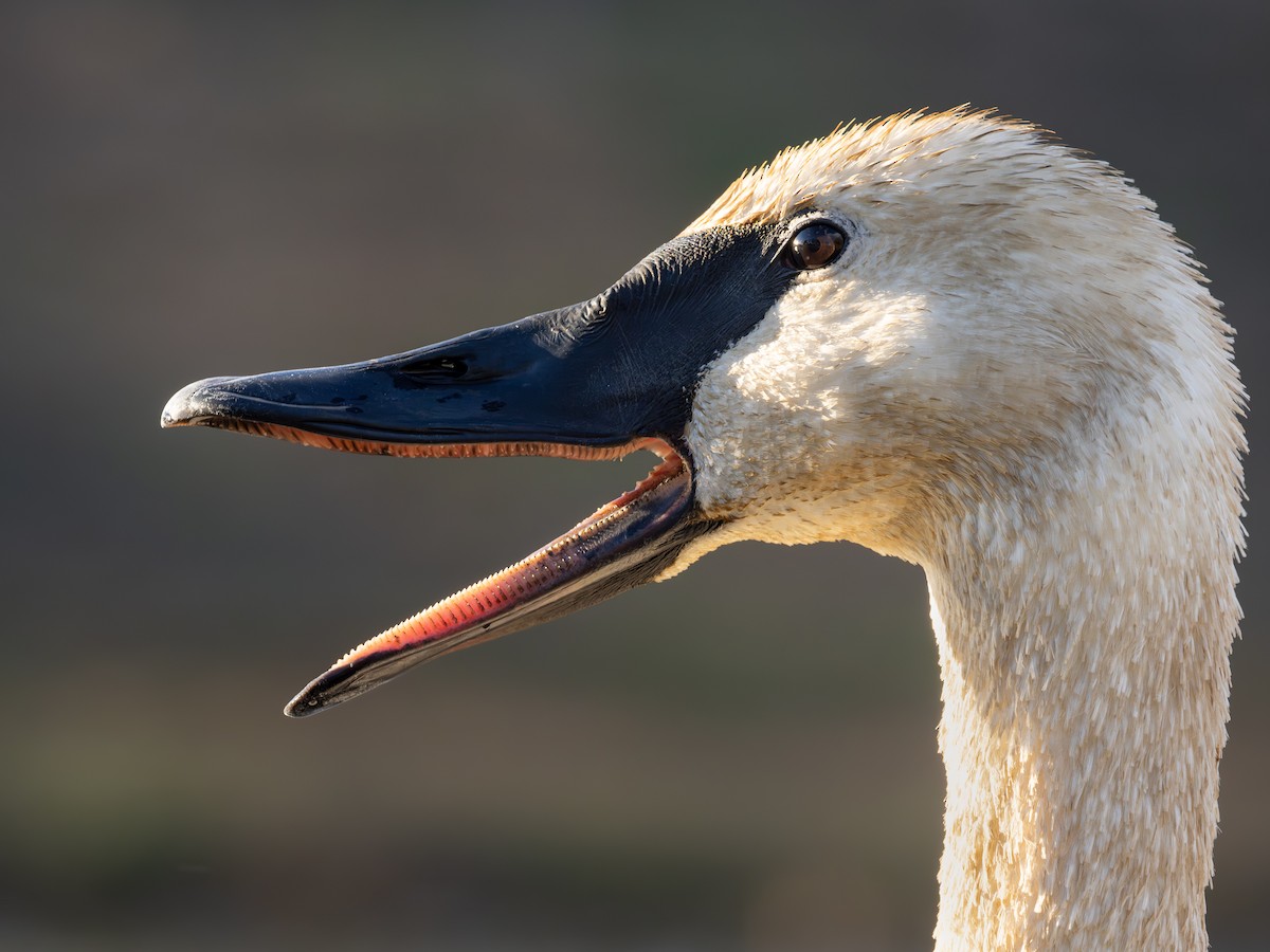 labuť trubač - ML645426070