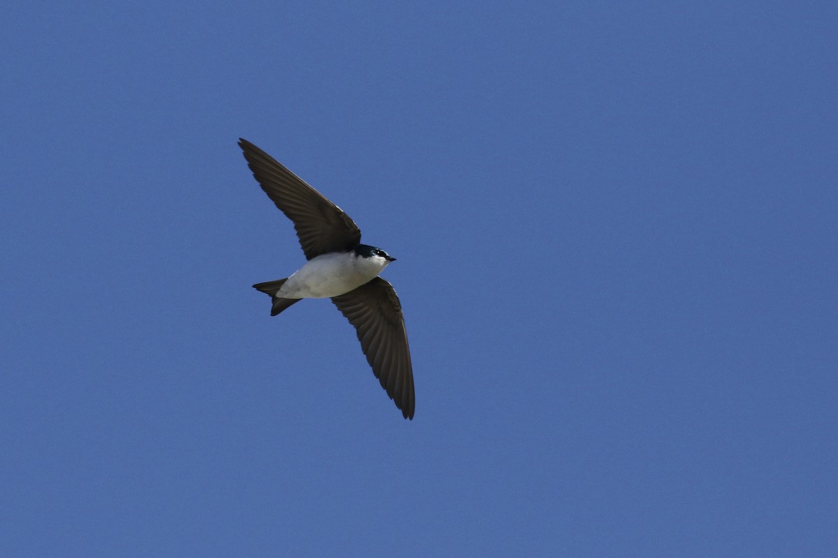 Tree Swallow - ML645426076