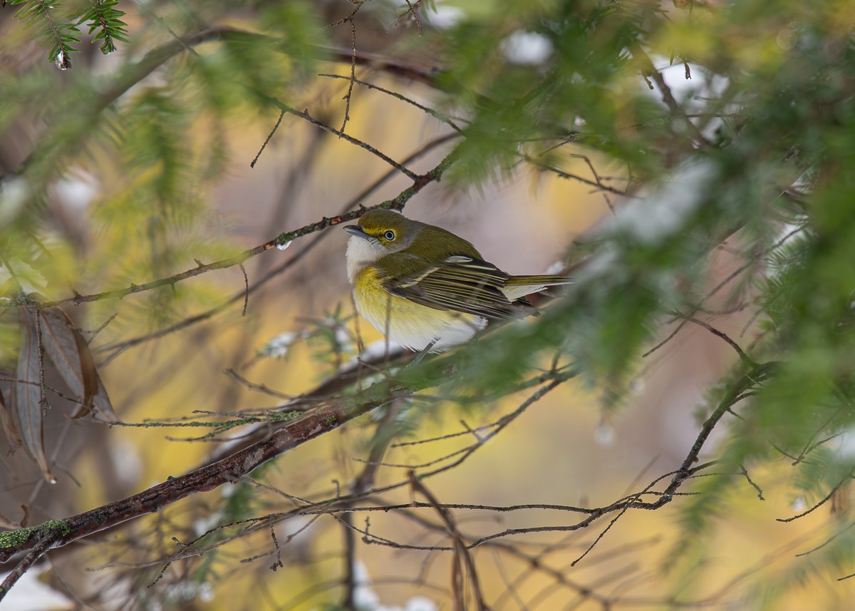 White-eyed Vireo - ML645426077