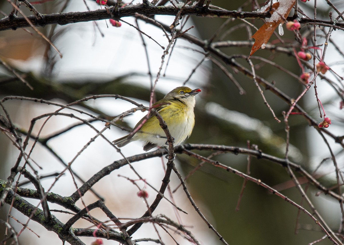 White-eyed Vireo - ML645426078