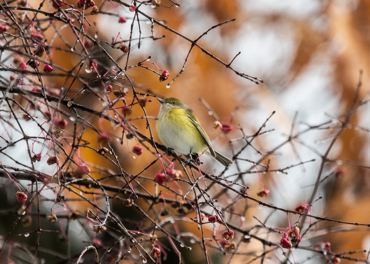 White-eyed Vireo - ML645426079