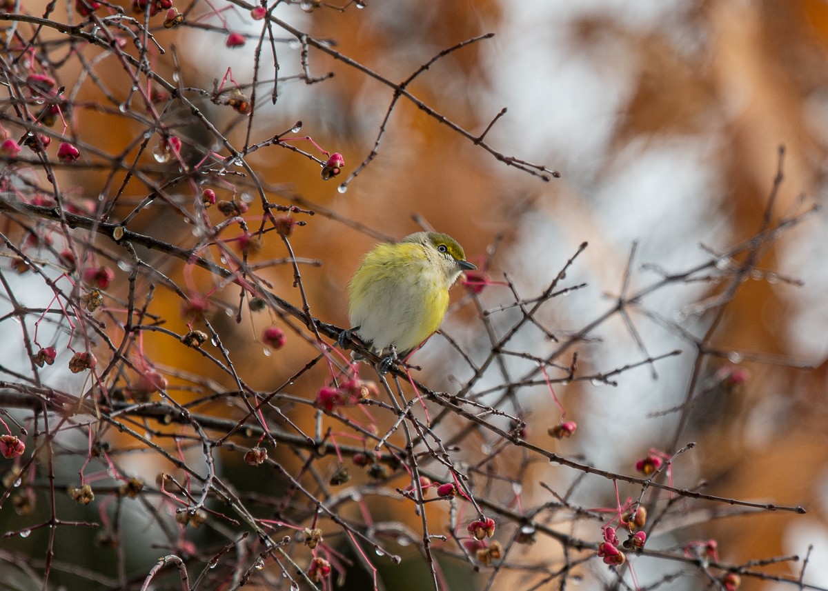 White-eyed Vireo - ML645426080