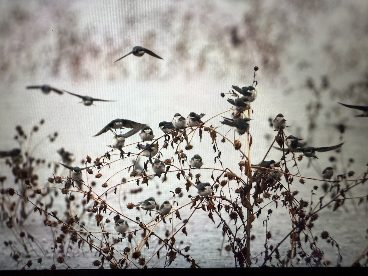 Tree Swallow - ML645426083