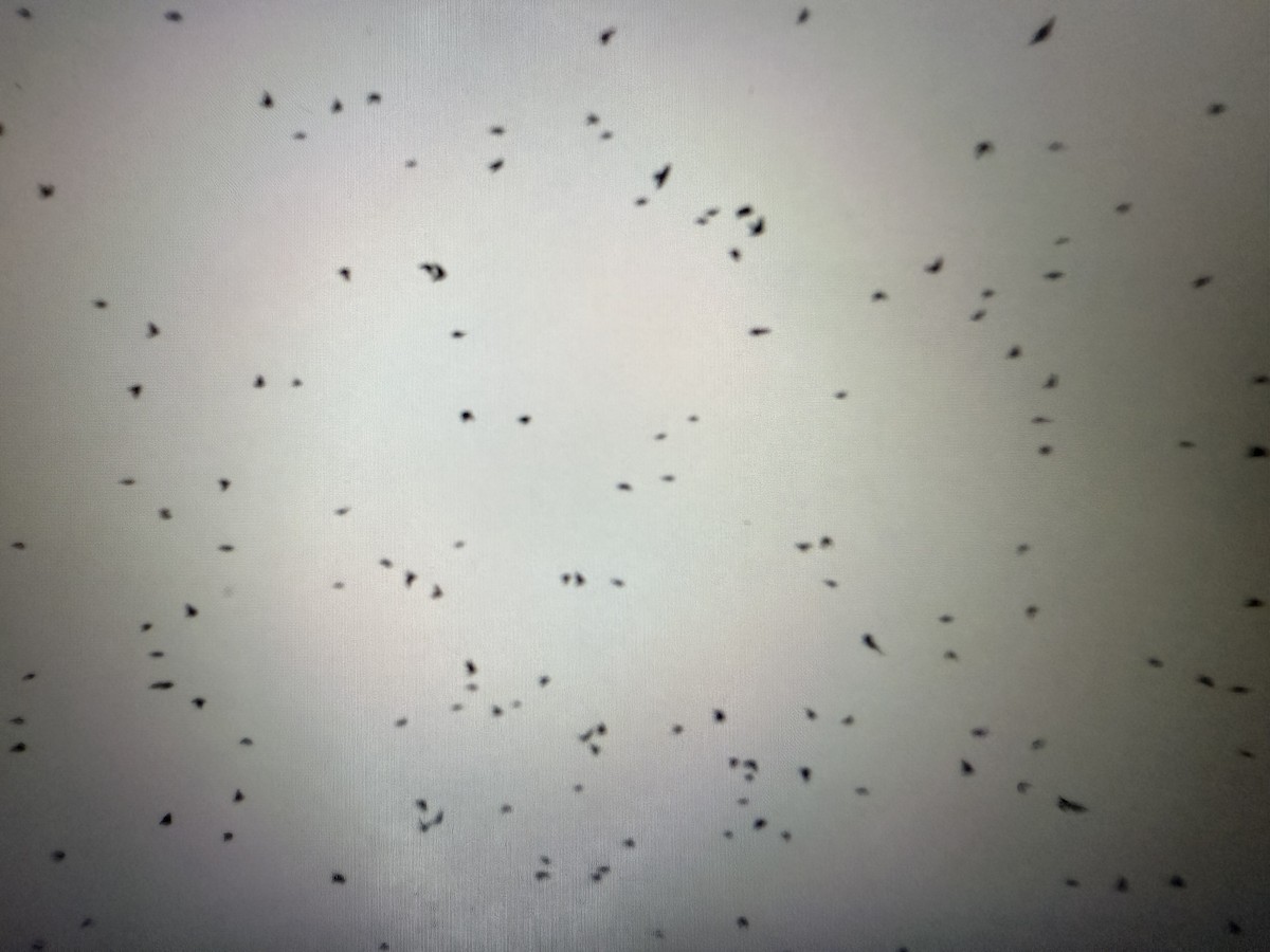 Tree Swallow - ML645426084