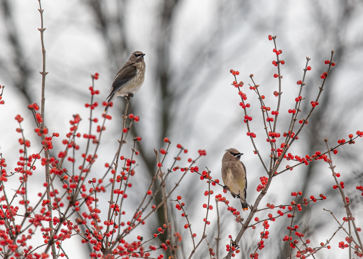 ציצנית אמריקנית - ML645426086