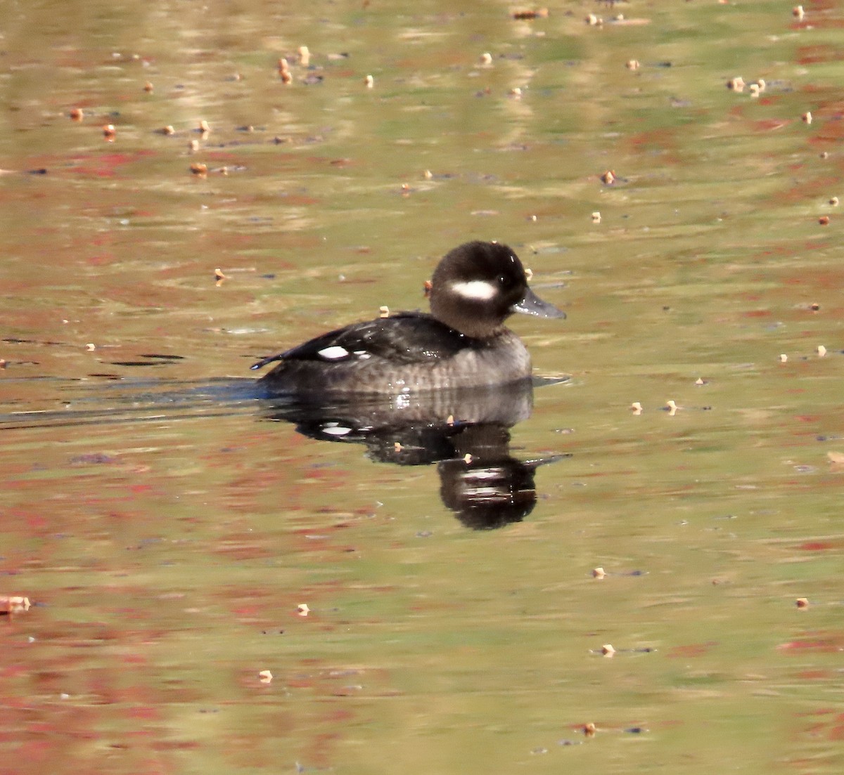 Bufflehead - ML645426093