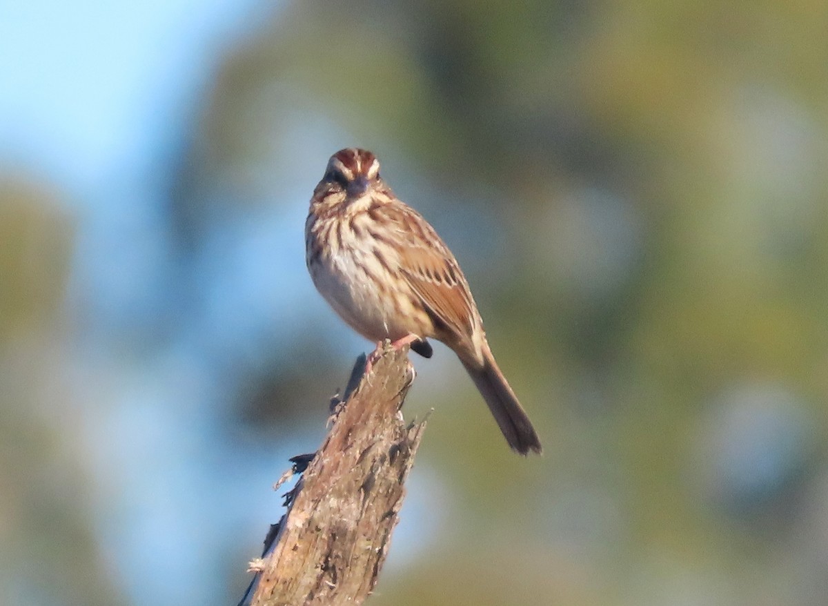 Пасовник савановий - ML645426096