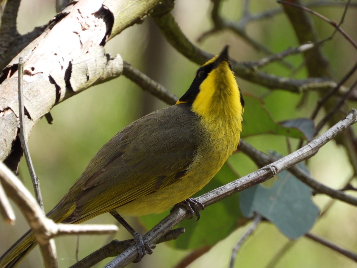 Yellow-tufted Honeyeater - ML645426107