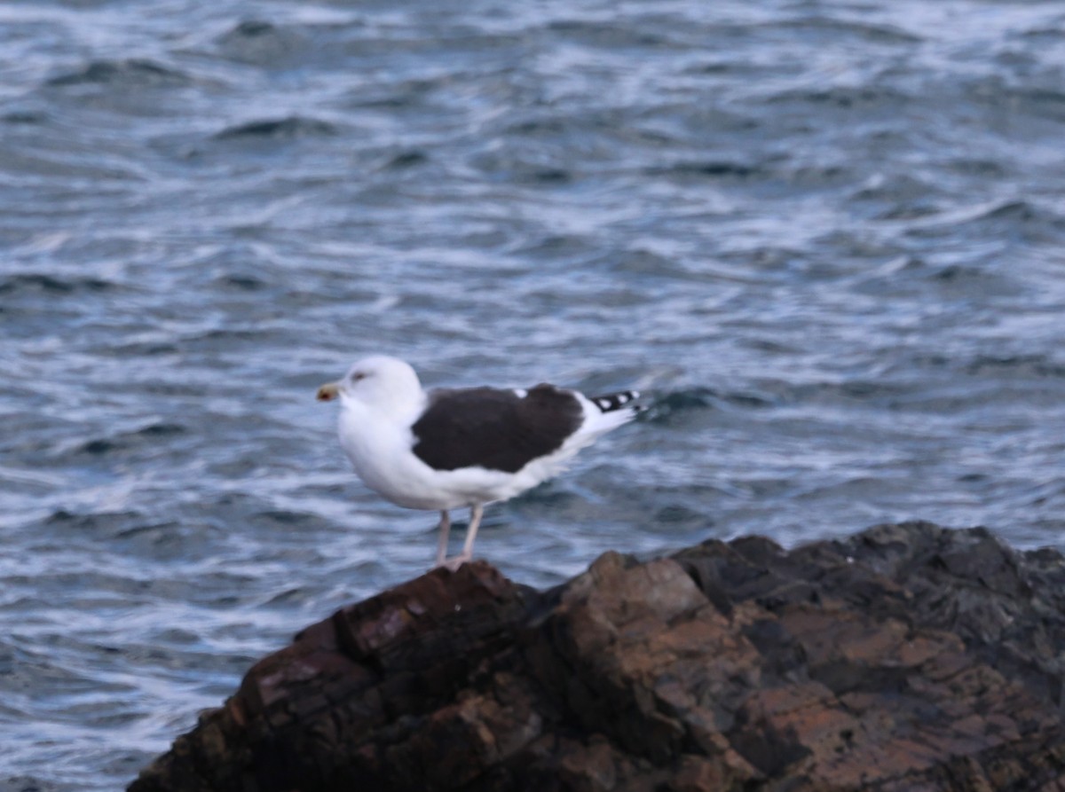 Gavión Atlántico - ML645426115