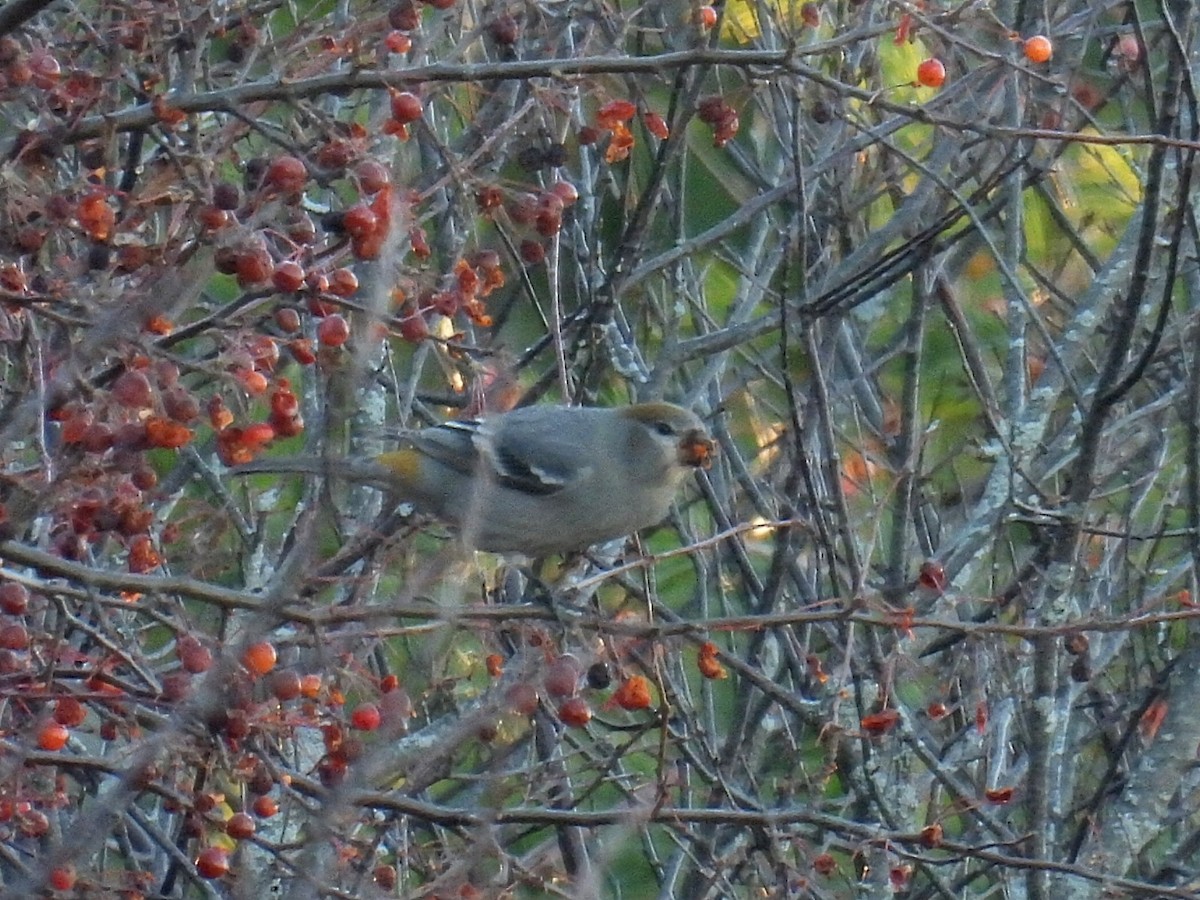 Camachuelo Picogrueso - ML645426116