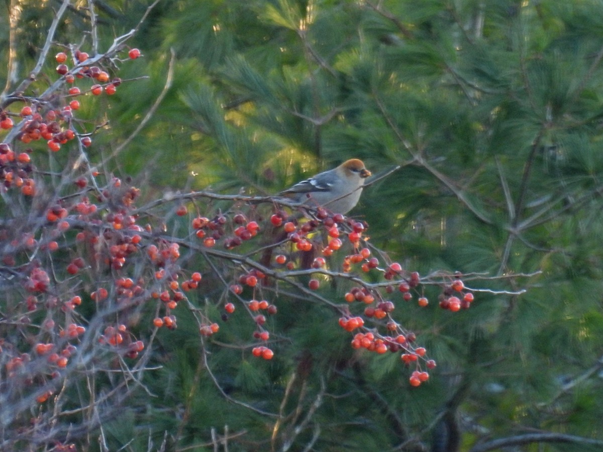 Camachuelo Picogrueso - ML645426117