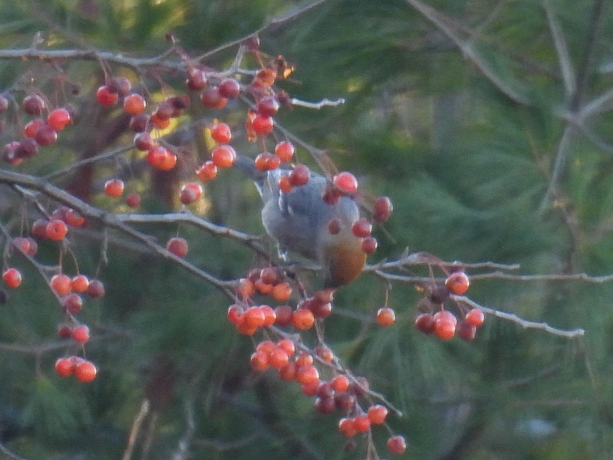 Camachuelo Picogrueso - ML645426118