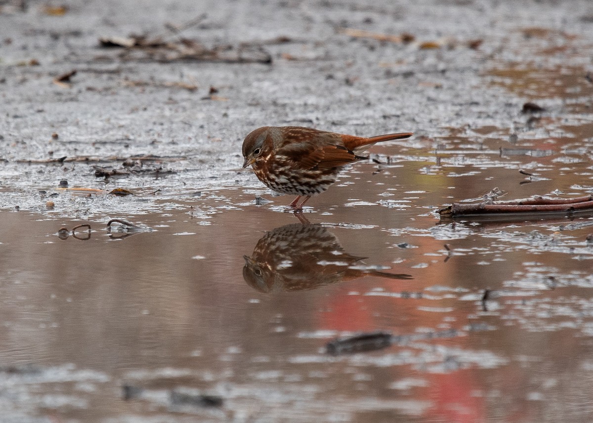 Chingolo Zorruno - ML645426121