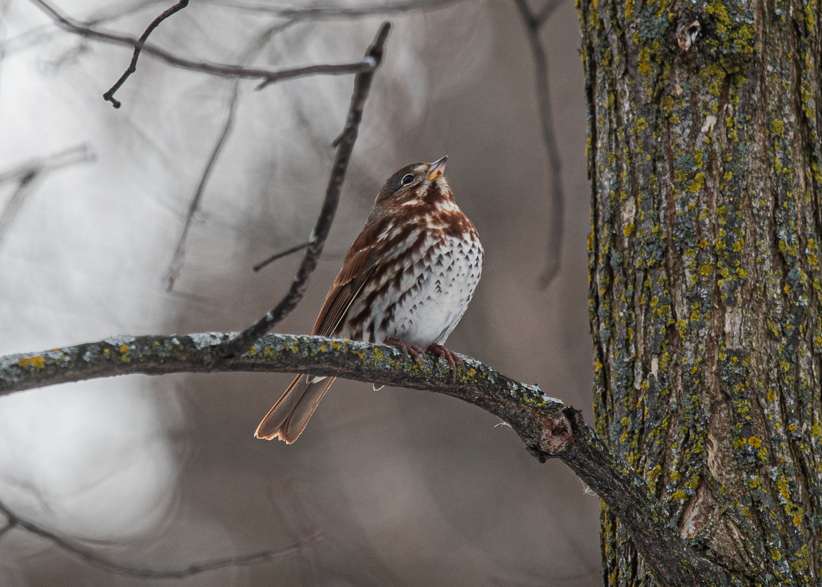 Chingolo Zorruno - ML645426122