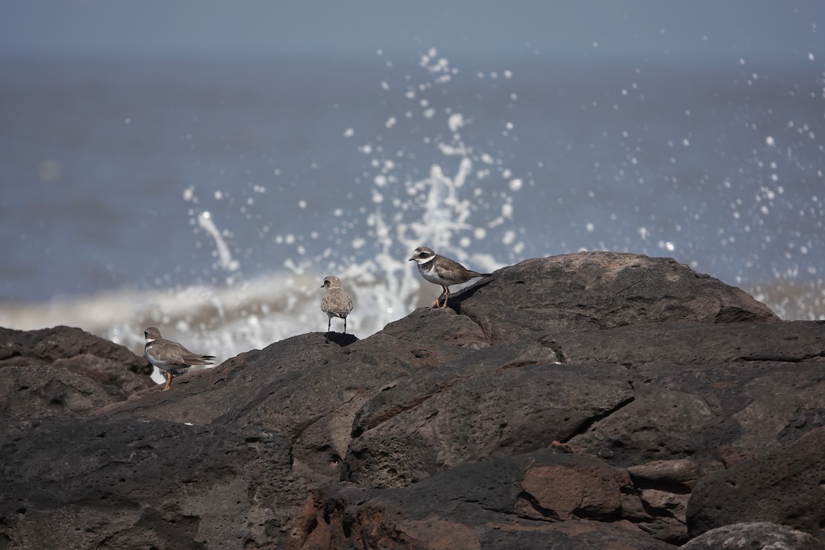 Chorlitejo Grande - ML645426124