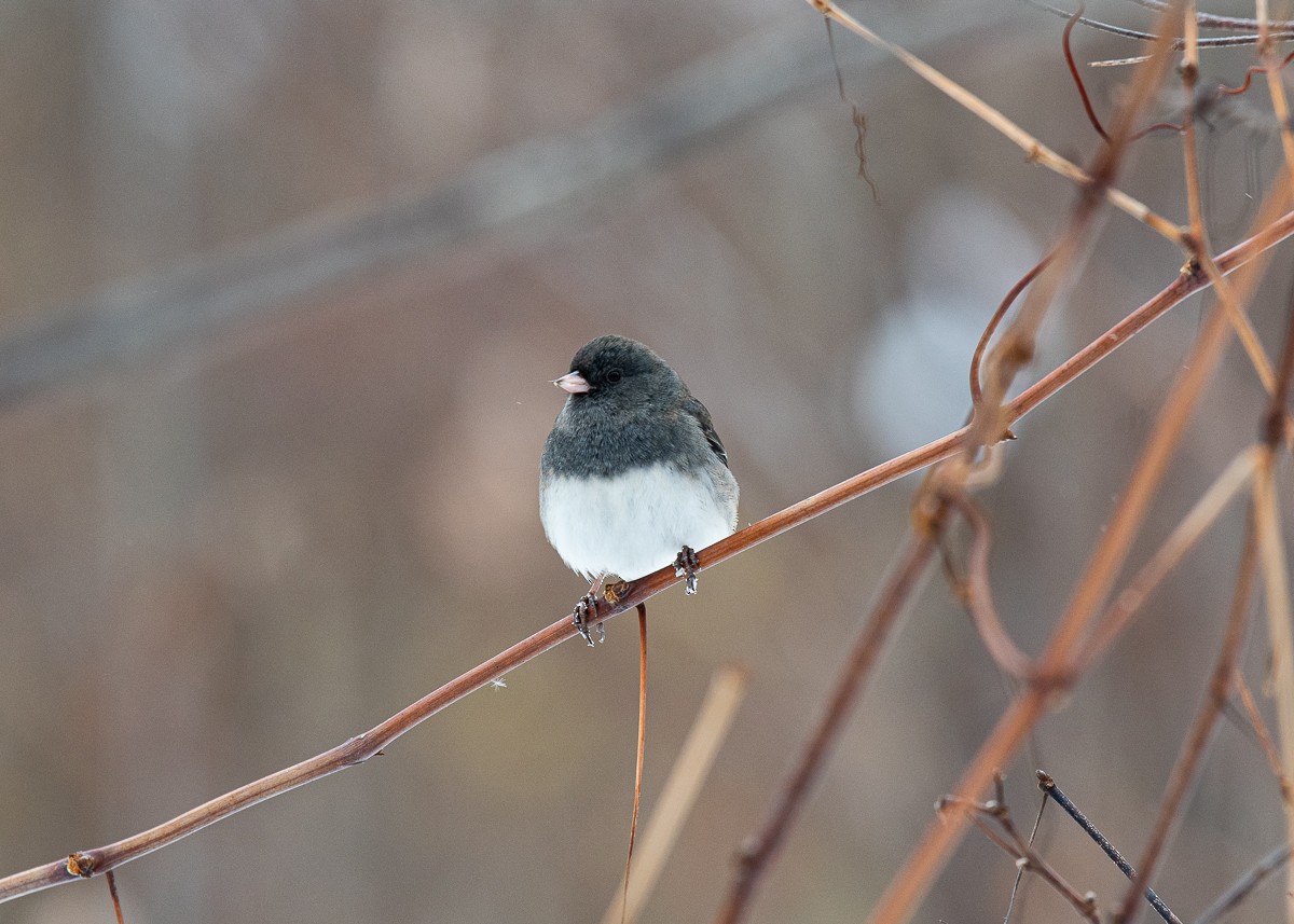 Junco Ojioscuro - ML645426125