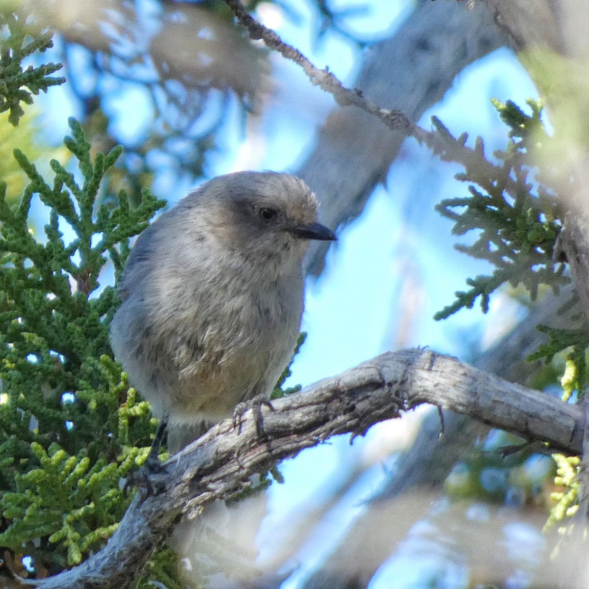 Herrerillo de Ridgway - ML645426126