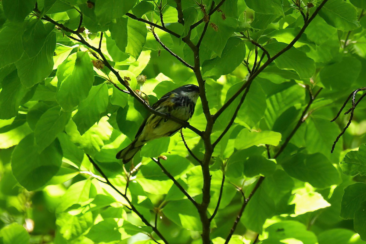 Reinita Coronada - ML645426128