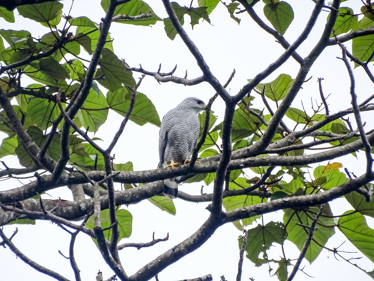 Busardo Gris Meridional - ML645426129