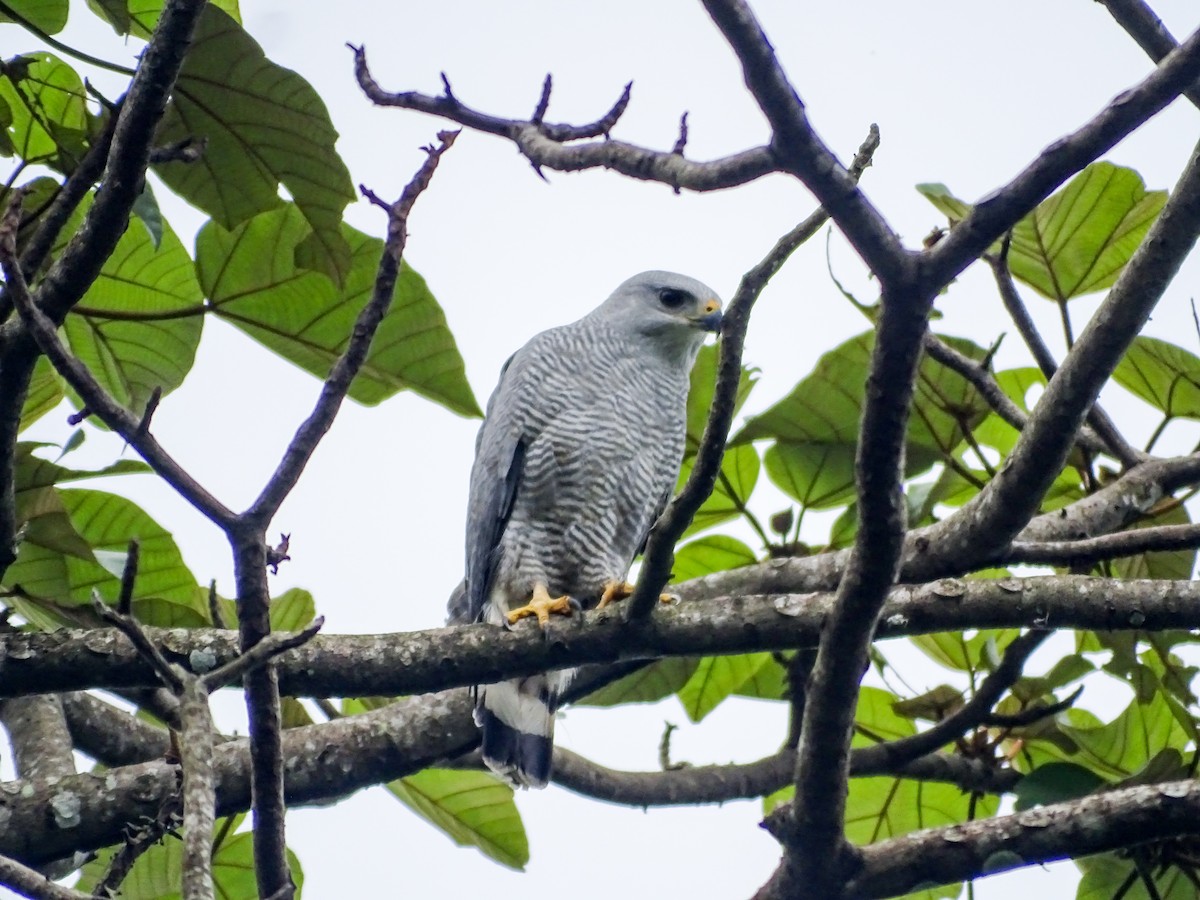 Busardo Gris Meridional - ML645426130