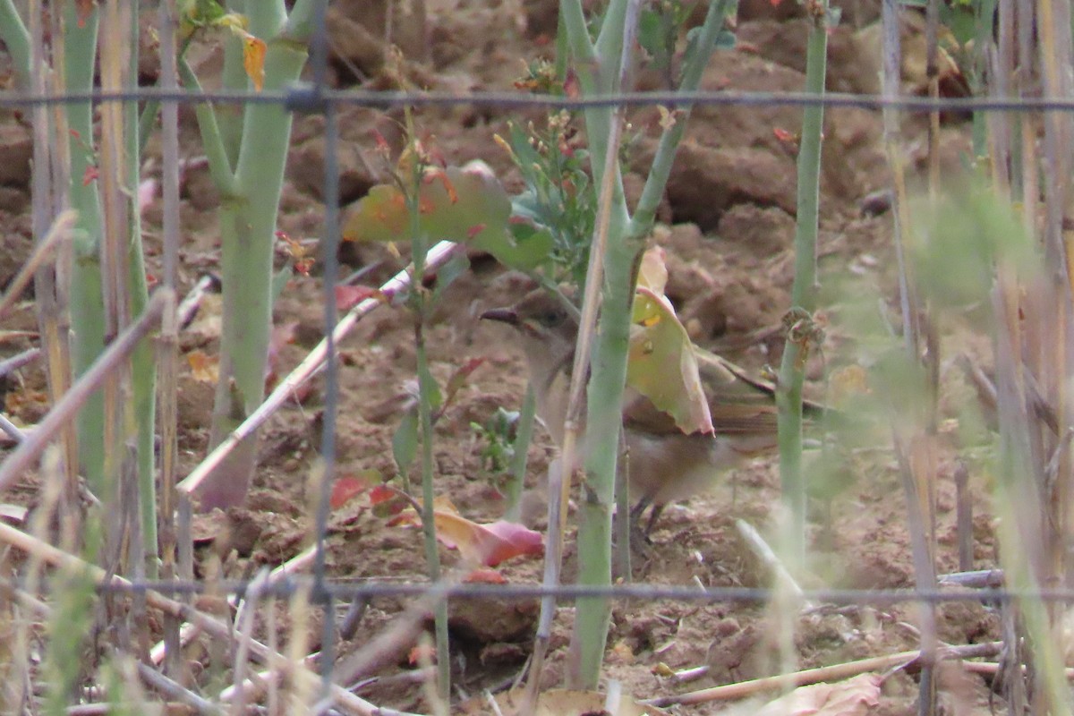 Eptianuro Pío - ML645426131