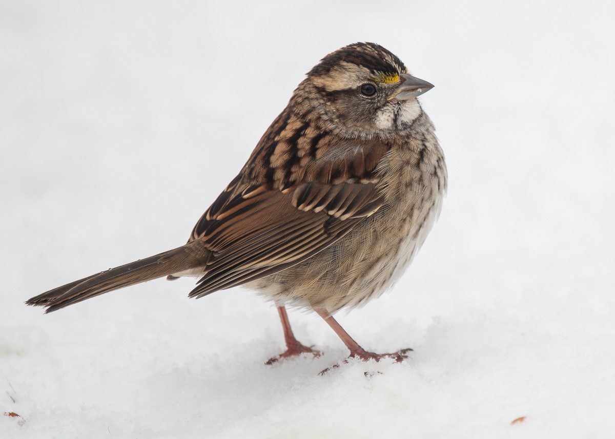 Chingolo Gorjiblanco - ML645426132