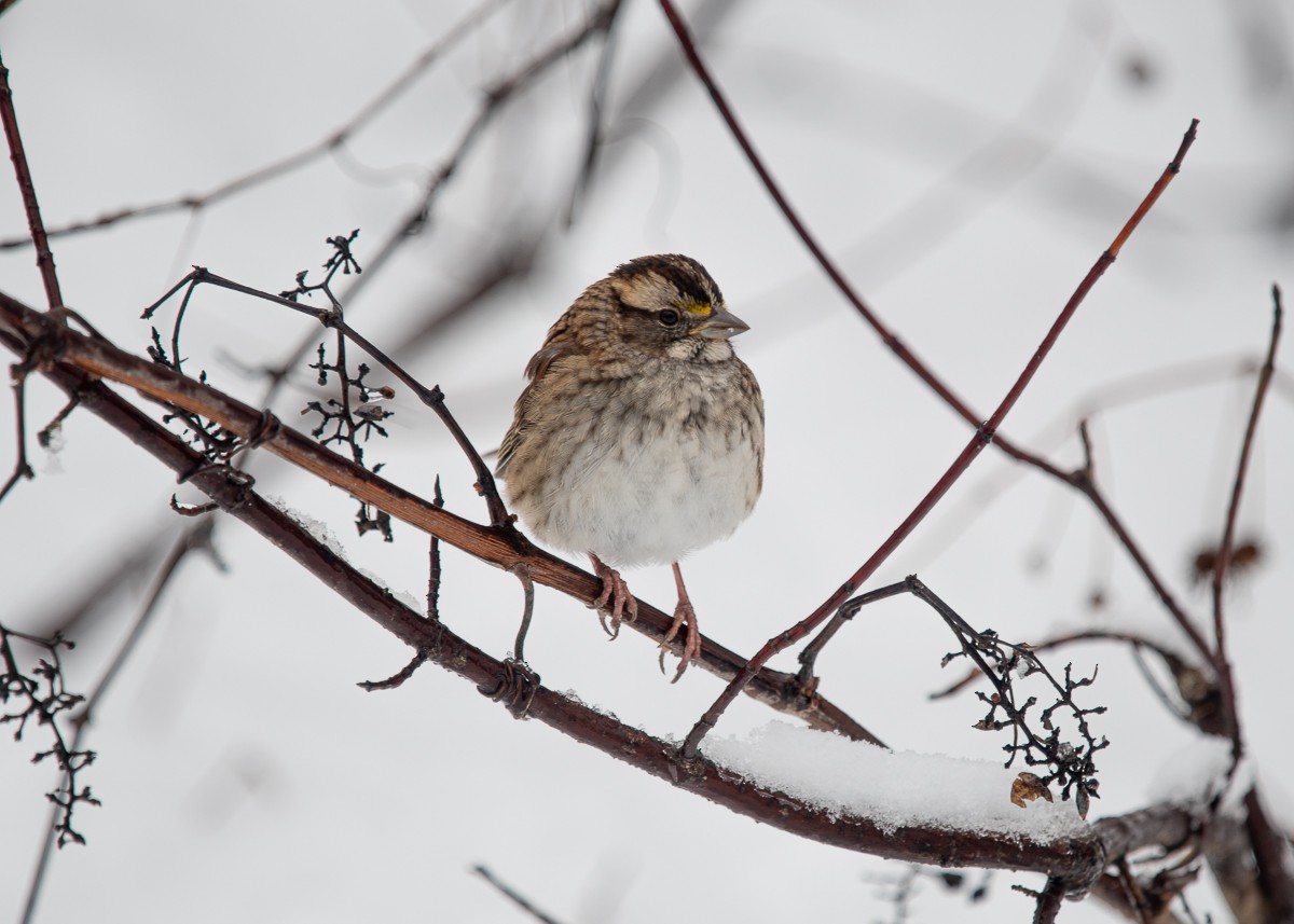 Chingolo Gorjiblanco - ML645426133
