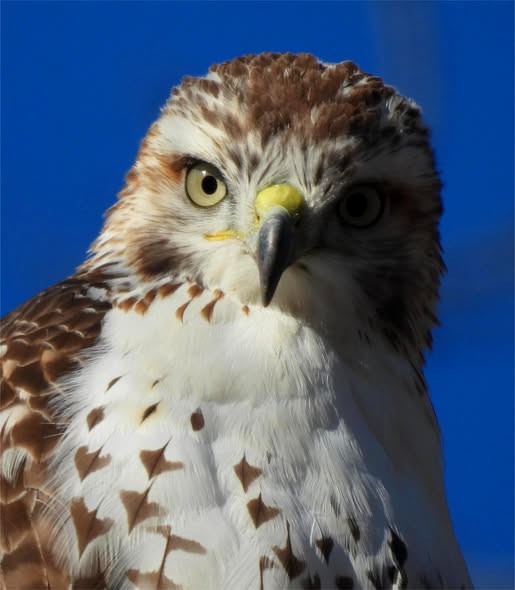 Busardo Colirrojo - ML645426136