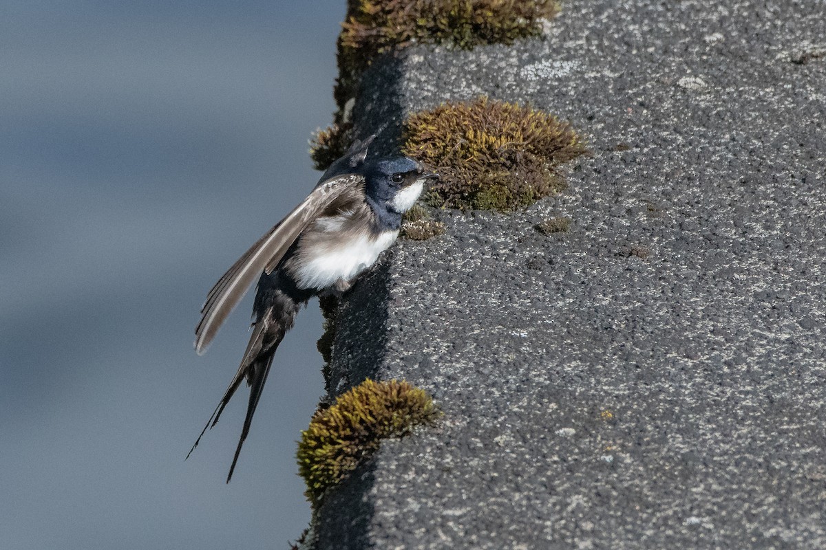 Golondrina Acollarada - ML645426137