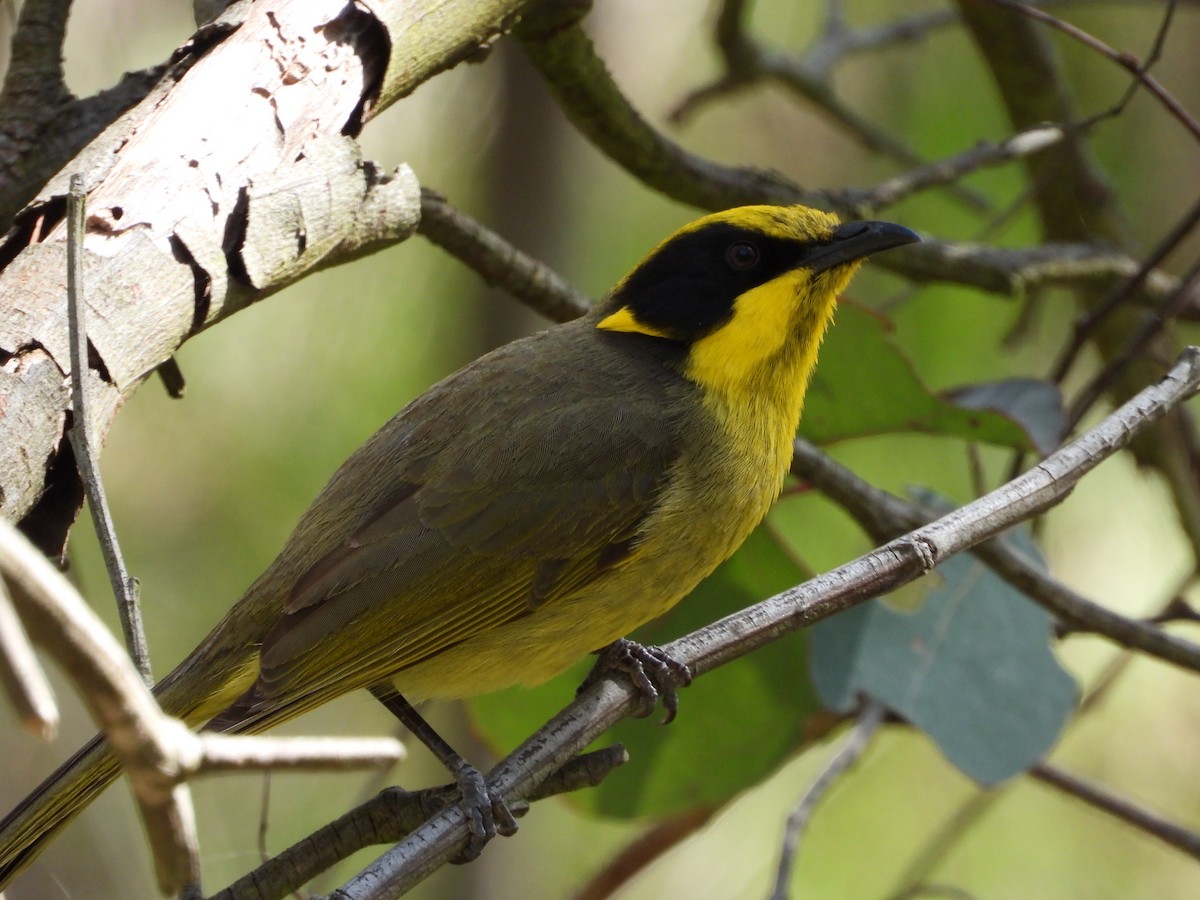 Yellow-tufted Honeyeater - ML645426138