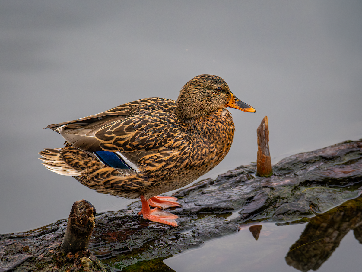 Ánade Azulón - ML645426140