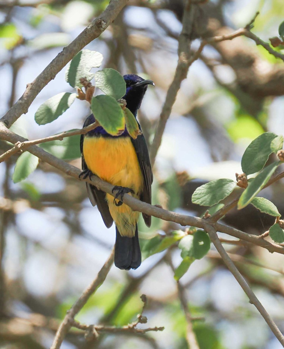 Suimanga Acollarado - ML645426142