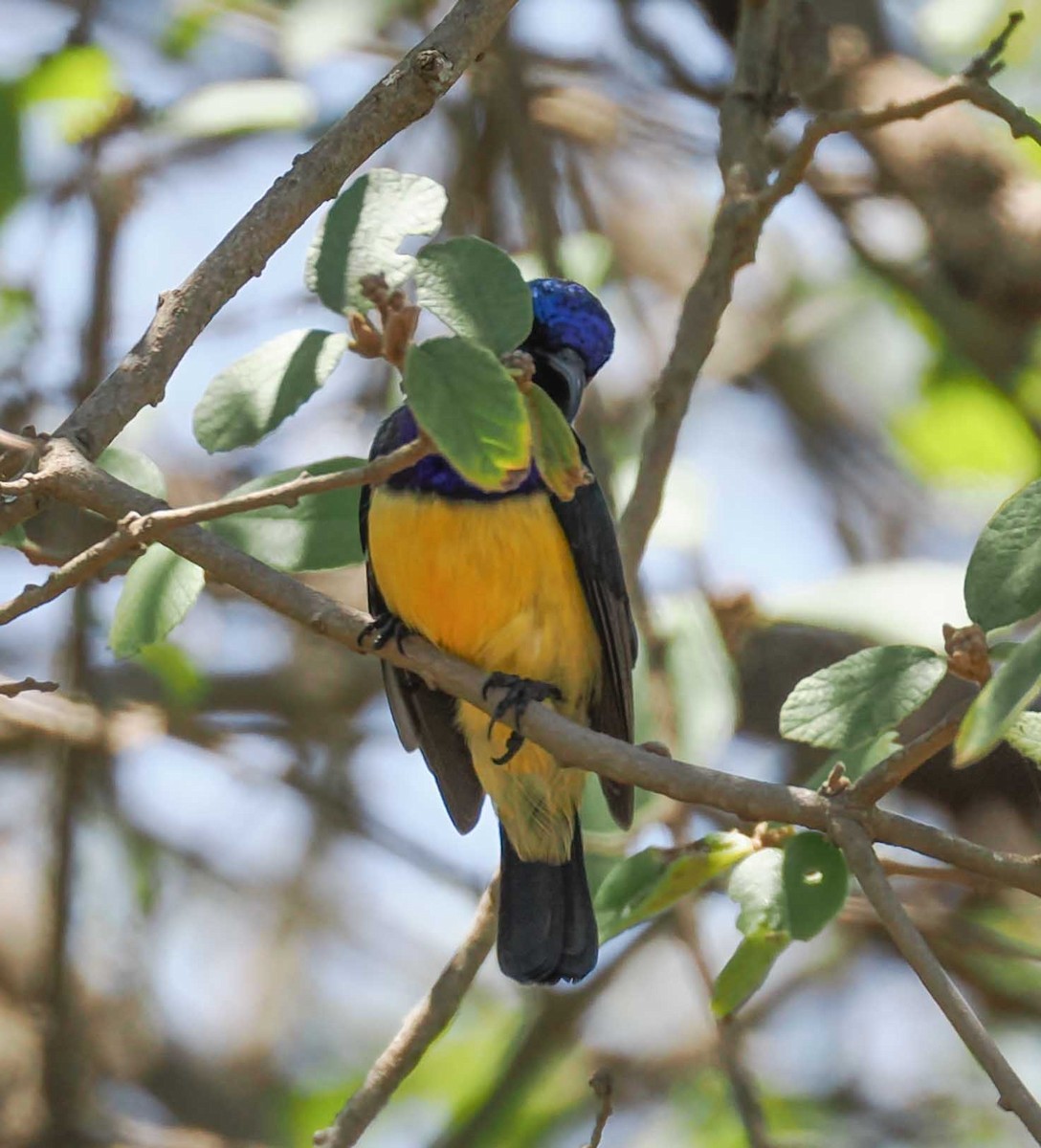 Suimanga Acollarado - ML645426143