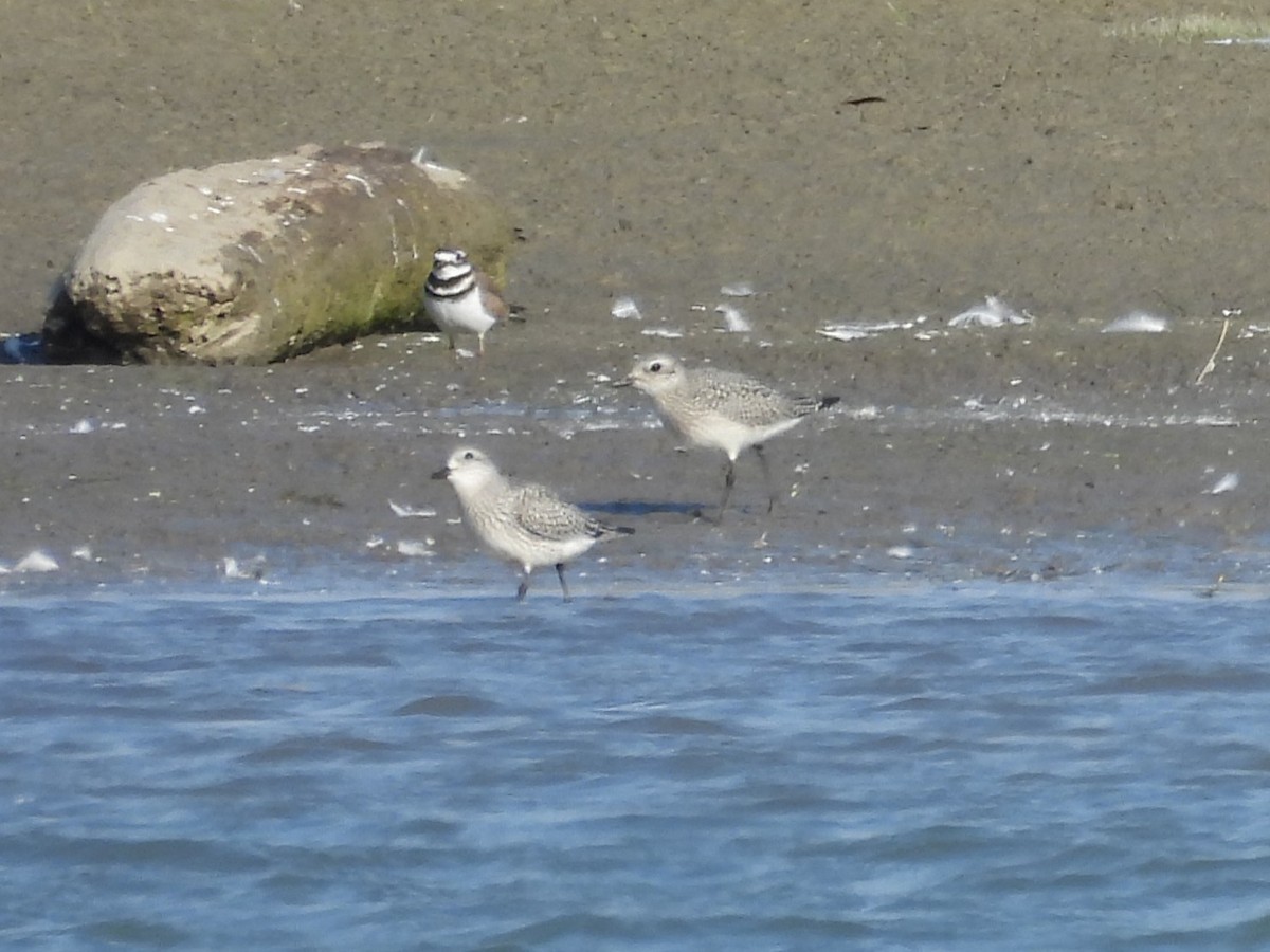 Chorlito Dorado Americano - ML645426144