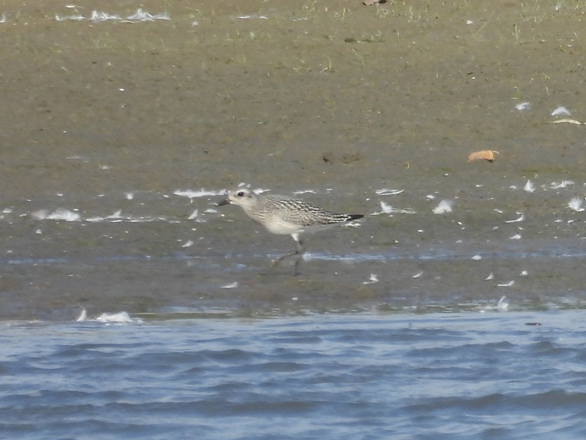 Chorlito Dorado Americano - ML645426145