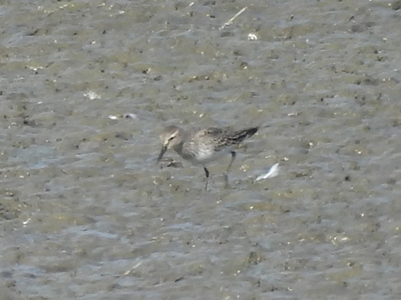 Correlimos Culiblanco - ML645426146
