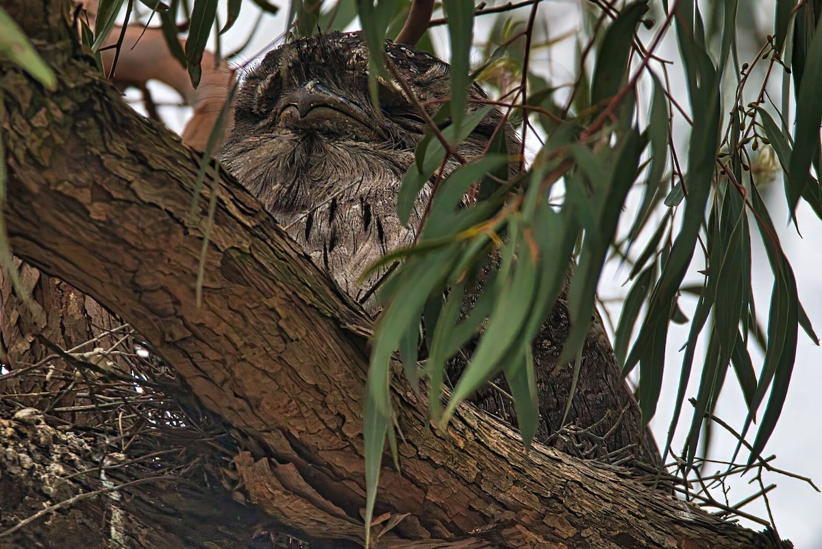 Podargo Australiano - ML645426147