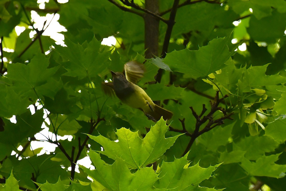 Copetón Viajero - ML645426148