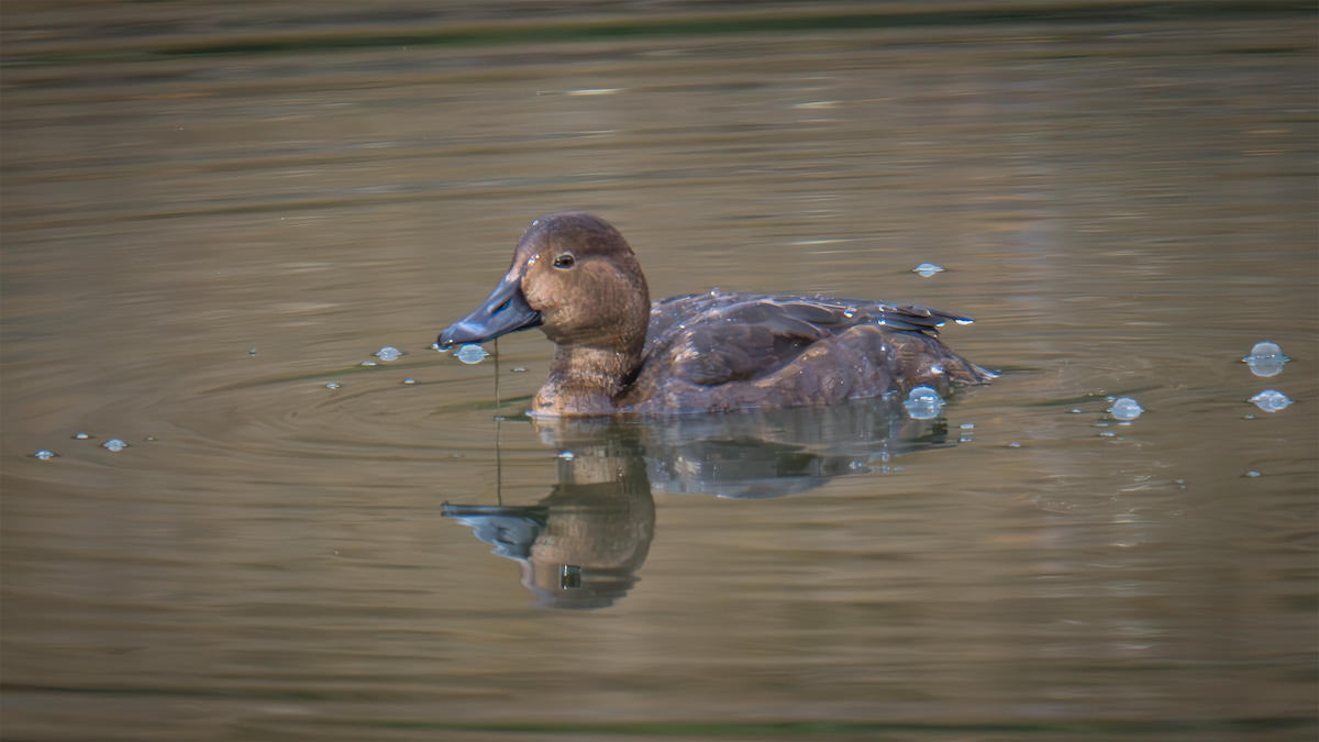 Porrón Americano - ML645426150