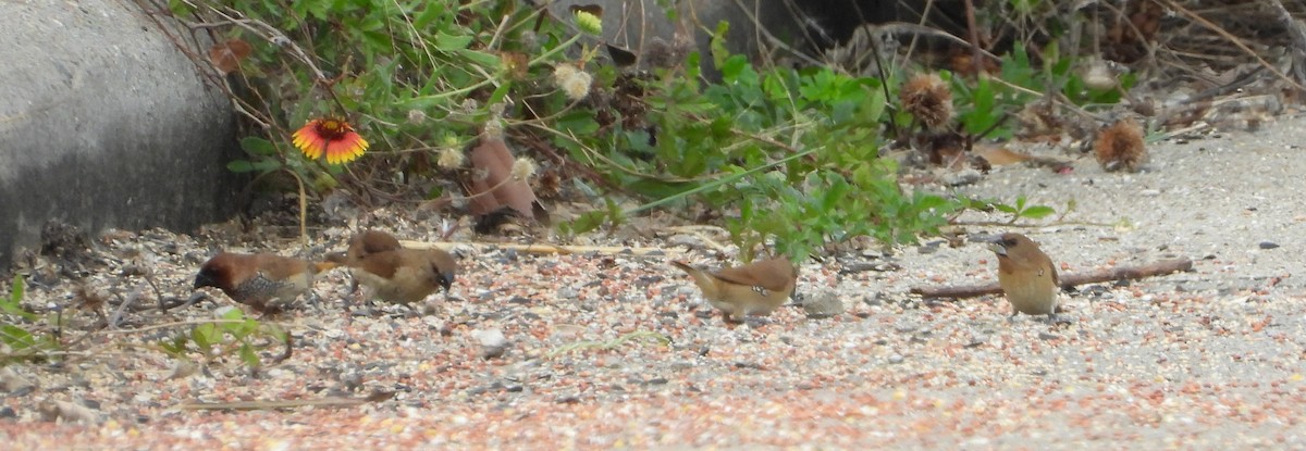 Scaly-breasted Munia - ML645426155
