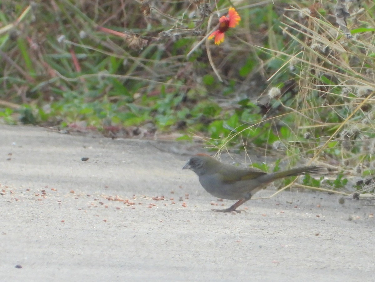 Green-tailed Towhee - ML645426175