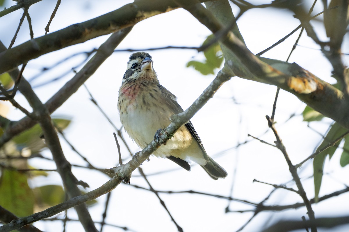 ムネアカイカル - ML645426178