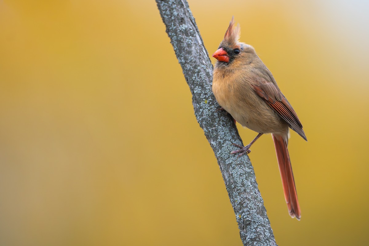 Northern Cardinal - ML645426179
