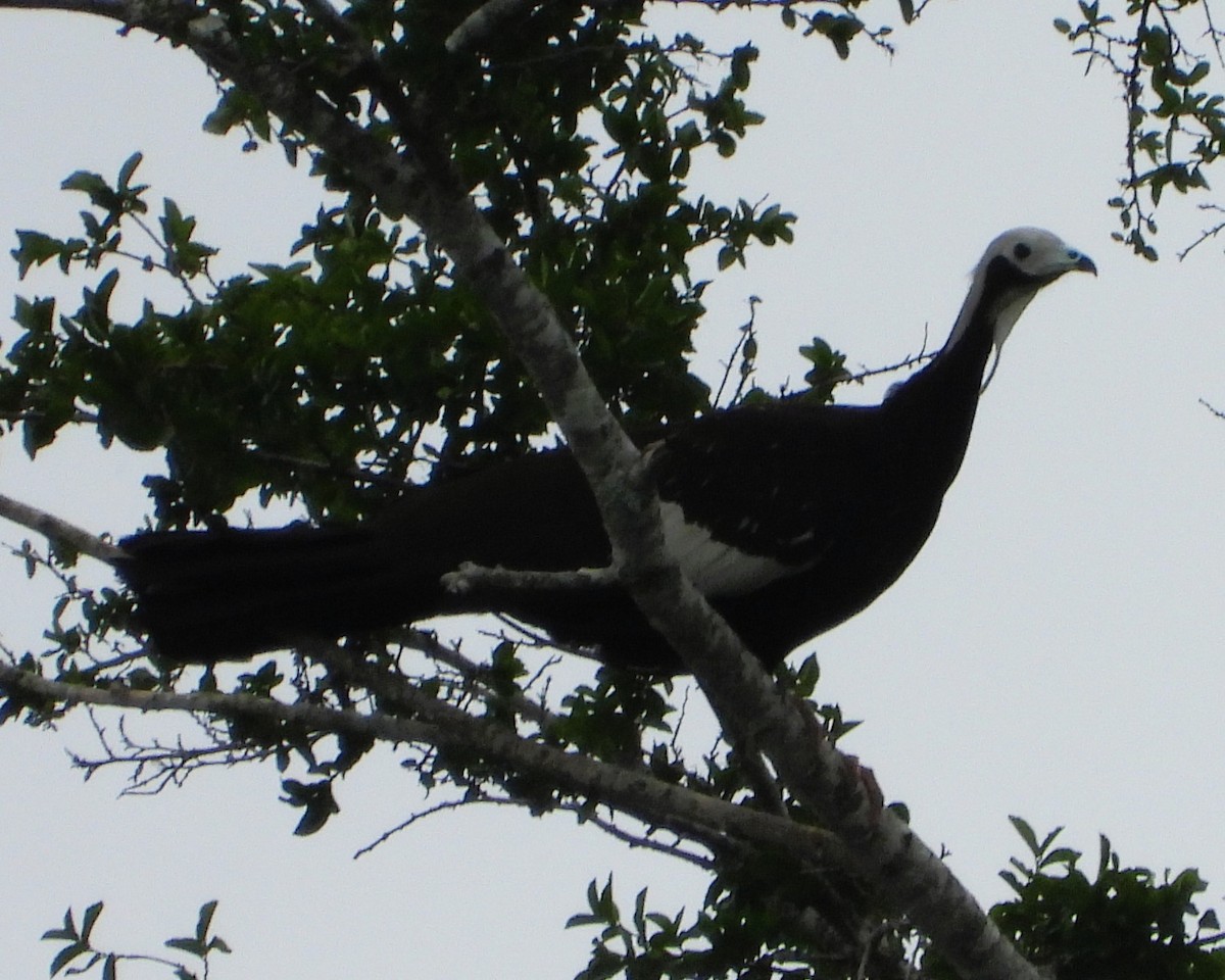 White-throated Piping-Guan - ML645426181