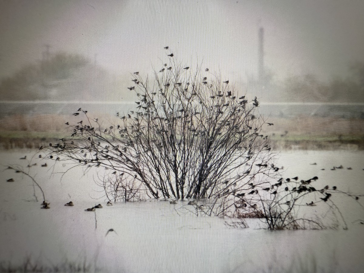 Tree Swallow - ML645426182