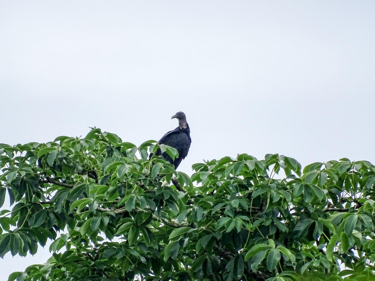 Black Vulture - ML645426183