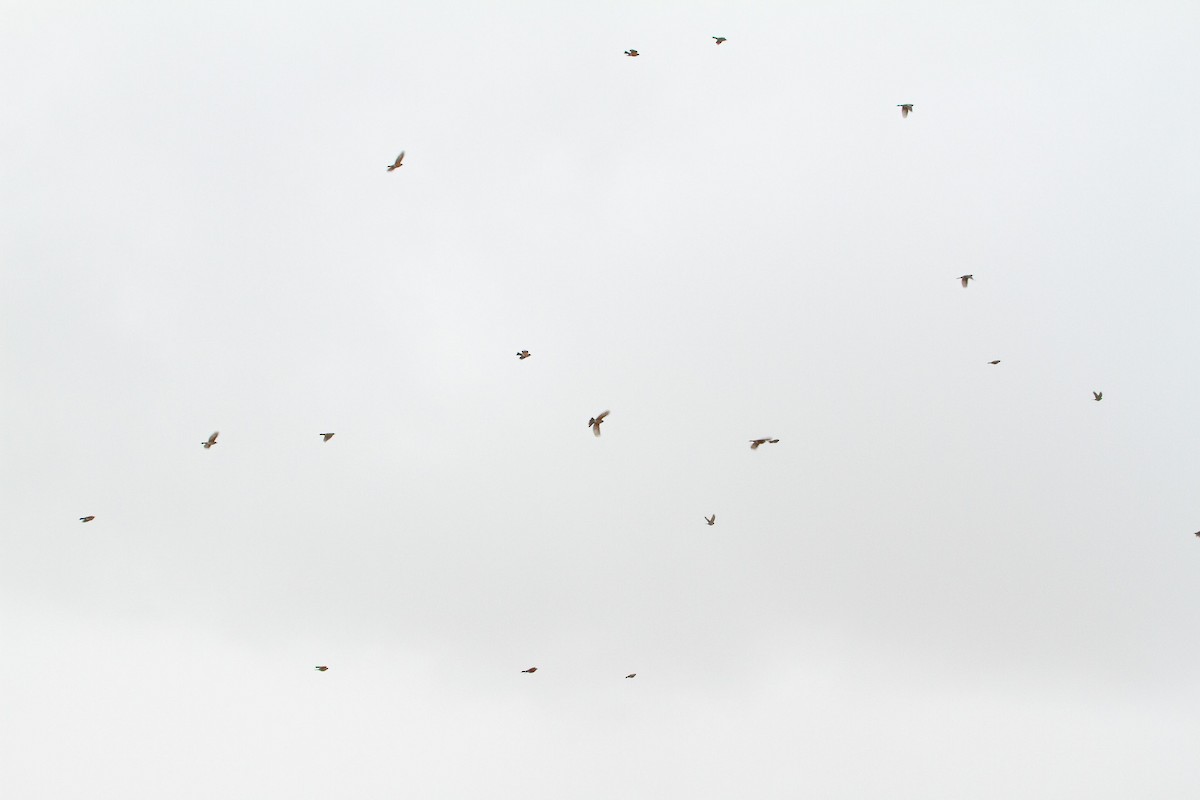 Дрізд мандрівний - ML645426184